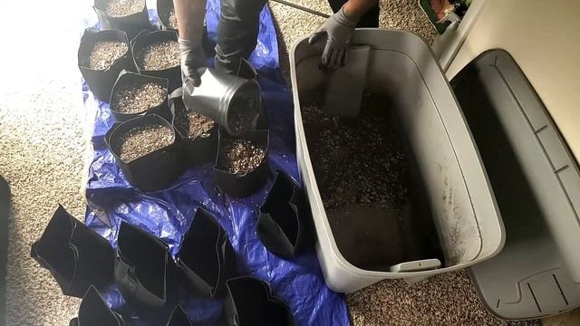 How To Germinate & Plant Seeds + First 2 Weeks of Veg - The Spider Grow: S2 EP1 смотреть онлайн