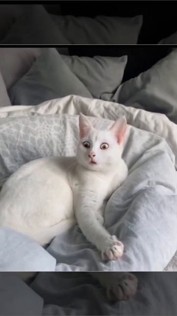 Реакция кота на пение хозяйки смотреть онлайн