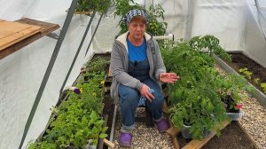 Заболела рассада! Точки, пятна на листьях томатов. Определяем и решаем.