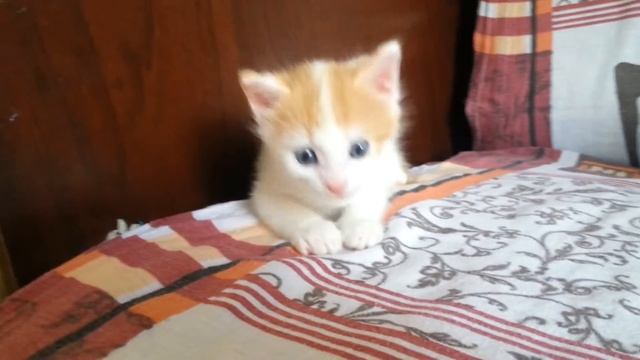 Мой котенок Власик, когда он был маленьким