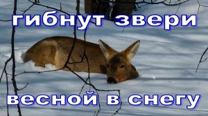 #Что_едят_косули_зимой_Кормите_зверей