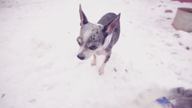 МОЙ ДЕНЬ | СОБАКИ, ЩЕНКИ, КОШКИ, ДРУГИЕ ЖИВОТНЫЕ | КАНИКУЛЫ У БАБУШКИ смотреть онлайн