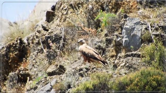 Γερακίνα Αετογερακίνα - Long-legged buzzard (Buteo rufinus) смотреть онлайн