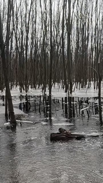 Левитирующий лед смотреть онлайн