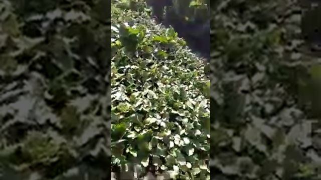 Выбираем редиску в балаган! смотреть онлайн