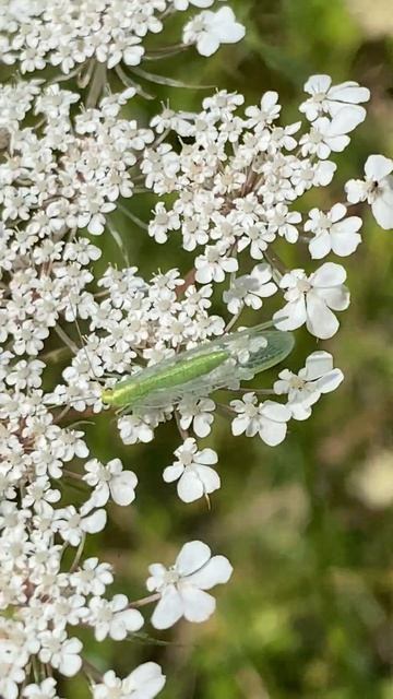 Чарівна золотоочка (Chrysoperla carnea) на квітах дикої моркви #nature #insects смотреть онлайн