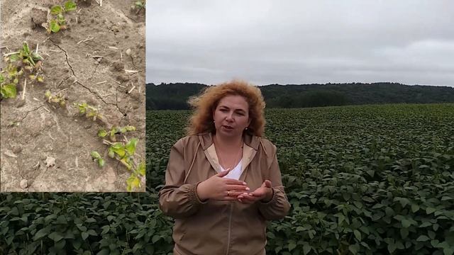 Технологія вирощування сої: як виростити сою, яка формує 120 і більше бобів. #ГалинаДзябяк смотреть онлайн