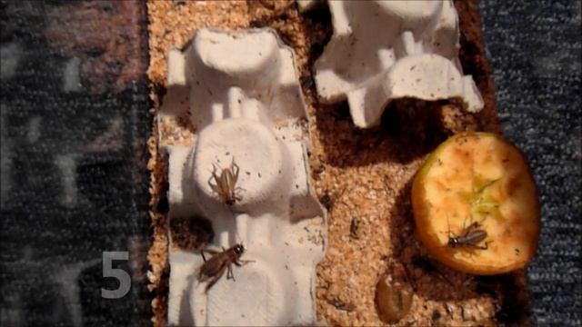 Questions, Answered... Eco earth, Heat Mats, Buying, Feeding and Morphs (Leopard Geckos) смотреть онлайн