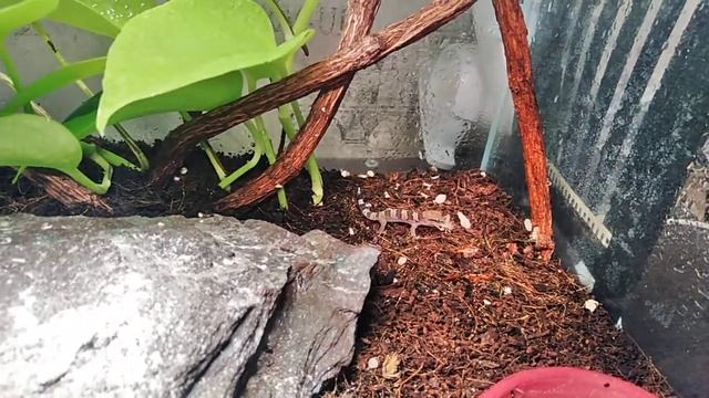 Hemidactylus triedrus смотреть онлайн