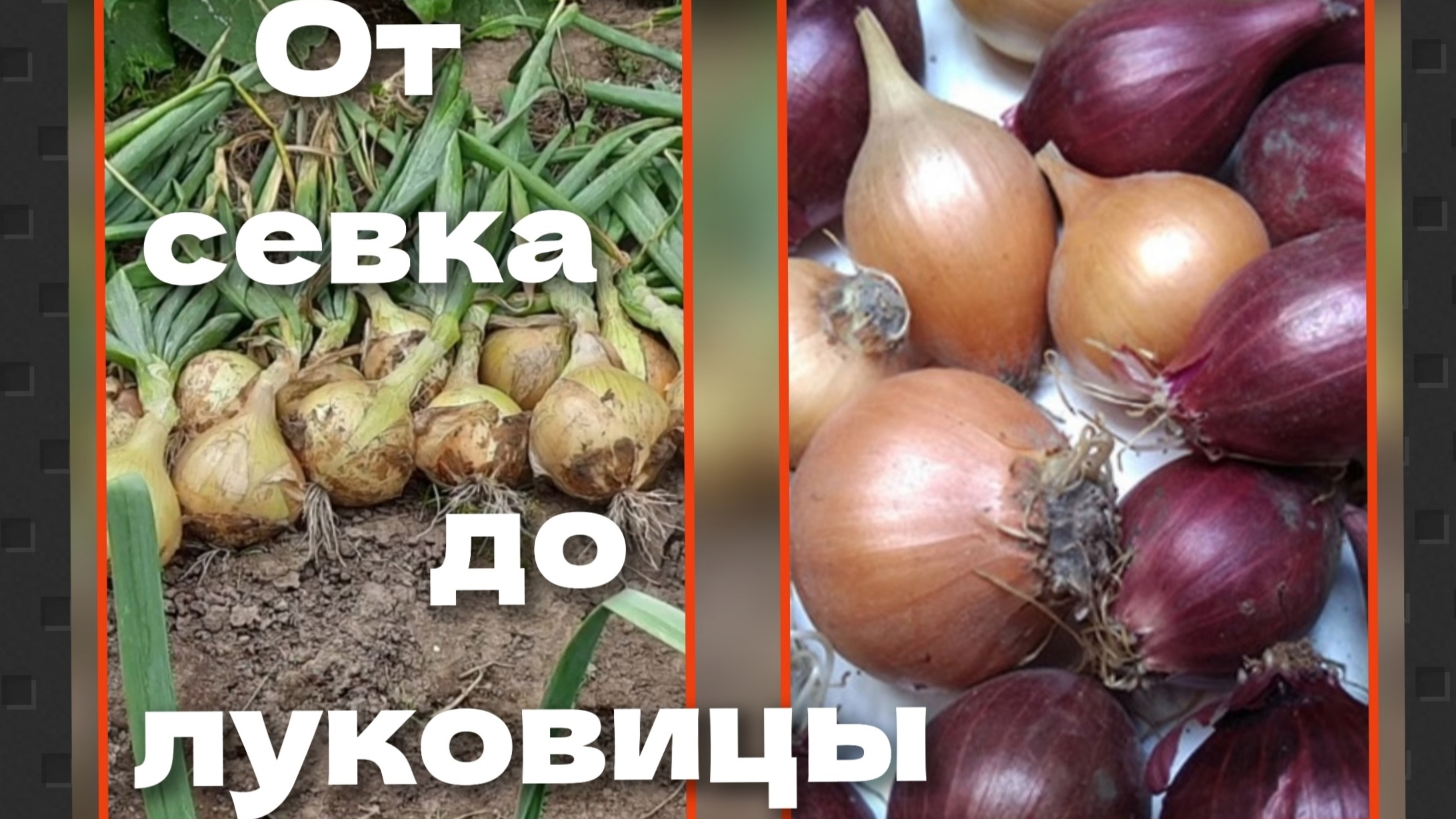 Секреты выращивания крупного лука из севка. Вопросы и ответы смотреть онлайн