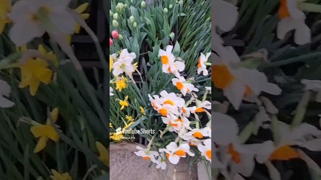 Поздравление с женским днем 8 марта!