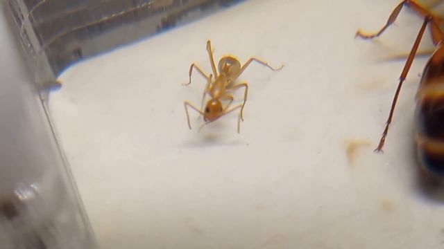О Camponotus sanctus.Всё что нужно знать новичку . смотреть онлайн
