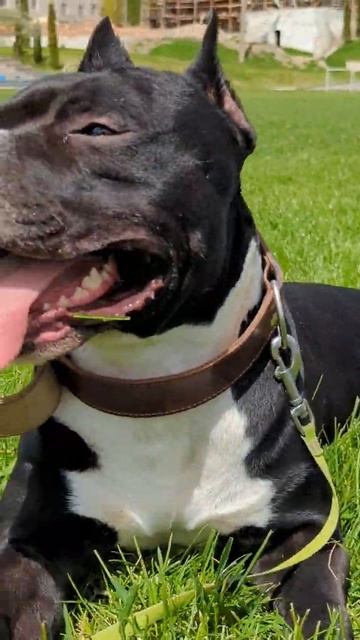 стаффорд амстафф #амстафф #стаффорд #stafford #amstaff смотреть онлайн