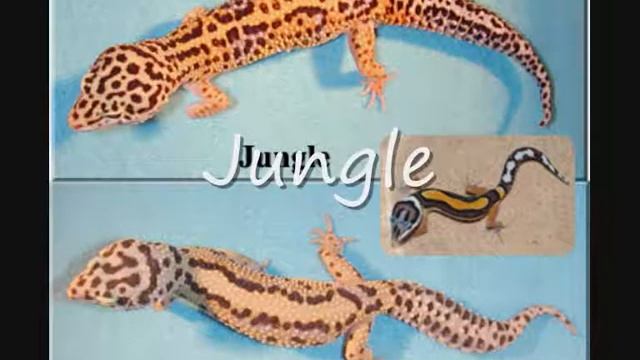 Leopard gecko Morphs and Variation смотреть онлайн