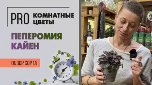 Пеперомия Кайен. Обзор сорта. Необычное и редкое растение для непрерывного любования.