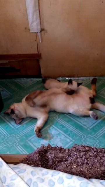 Tiny's pacifier 2 смотреть онлайн