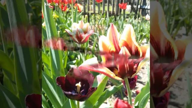 Слайд-шоу: Весна смотреть онлайн