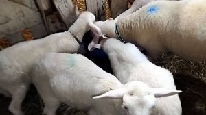 ЕЩЕ ТРАВА НЕ ВЫРОСЛА А МЫ СЧИТАЕМ СКОЛЬКО СТОИТ ДВЕ ФУРЫ СЕНА🌼🪻🌷