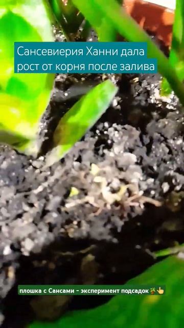 Залитая Сансевиерия дала деток от корня за 2 недели #сансевиерия #комнатныерастения #sansevieria смотреть онлайн