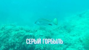 Обитатели Чёрного моря