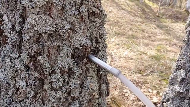 В ПОИСКАХ ТРОФЕЯ