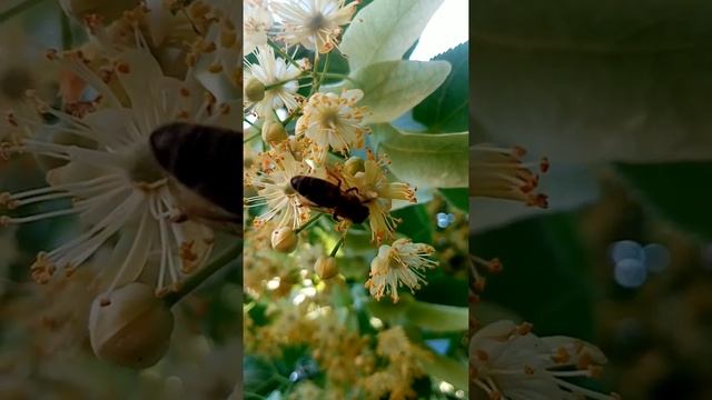 Липовый цвет😍
