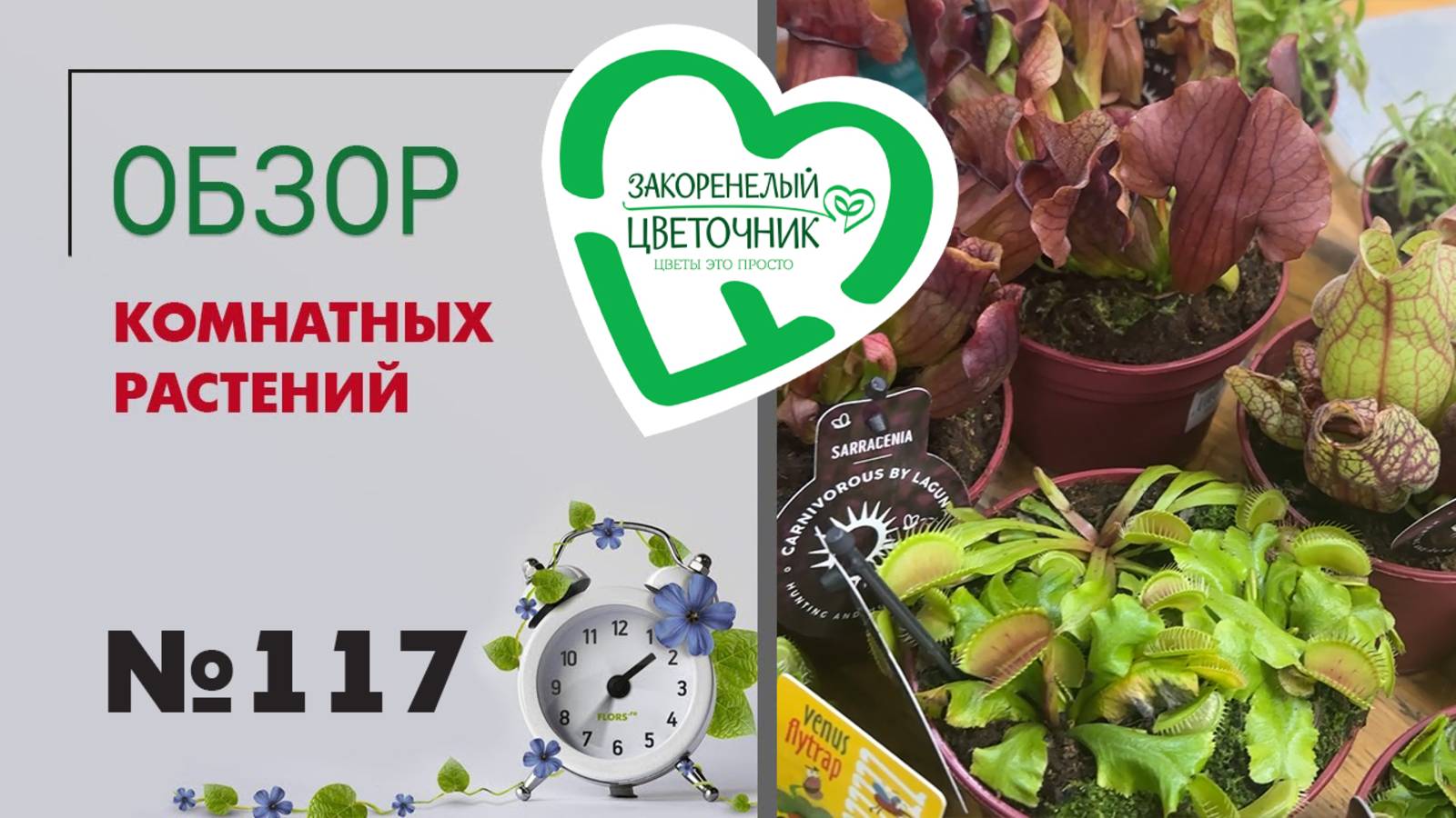 Обзор растений: хищные дросеры, непентесы, дионеи, фикусы из испании, тилландсии и пряные травы #117