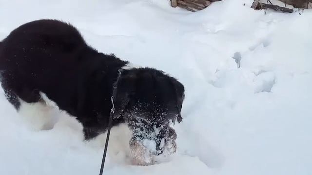 Умные собаки (Космос ищет ёжика:))) смотреть онлайн