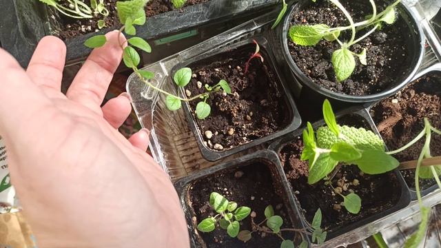 Выращиваю аптекарский огород