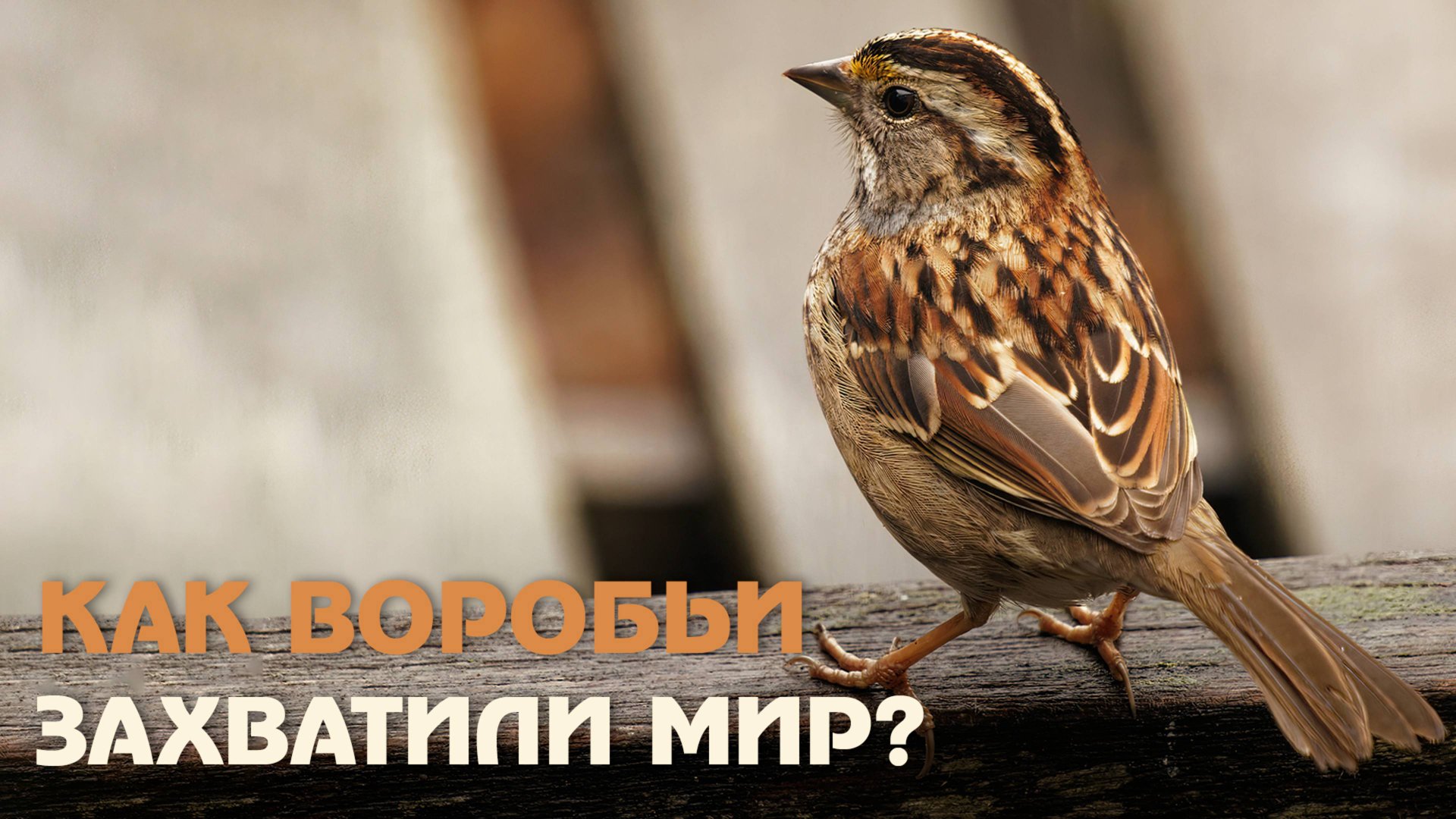 Мал, да удал: как воробей завоевал весь мир? смотреть онлайн