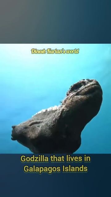 Real Godzilla that lives in Galapagos Islands смотреть онлайн