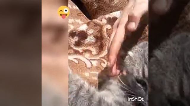 Мини клип без слов. SMAMIMA LIVE. смотреть онлайн