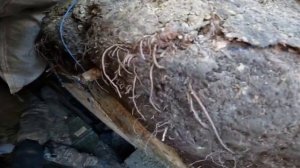 вог- 25  упал рядом