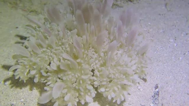 Upside-down jellyfish (Cassiopea xamachana) - Marsa Shagra (Egypt), 2/4-4-2022 смотреть онлайн