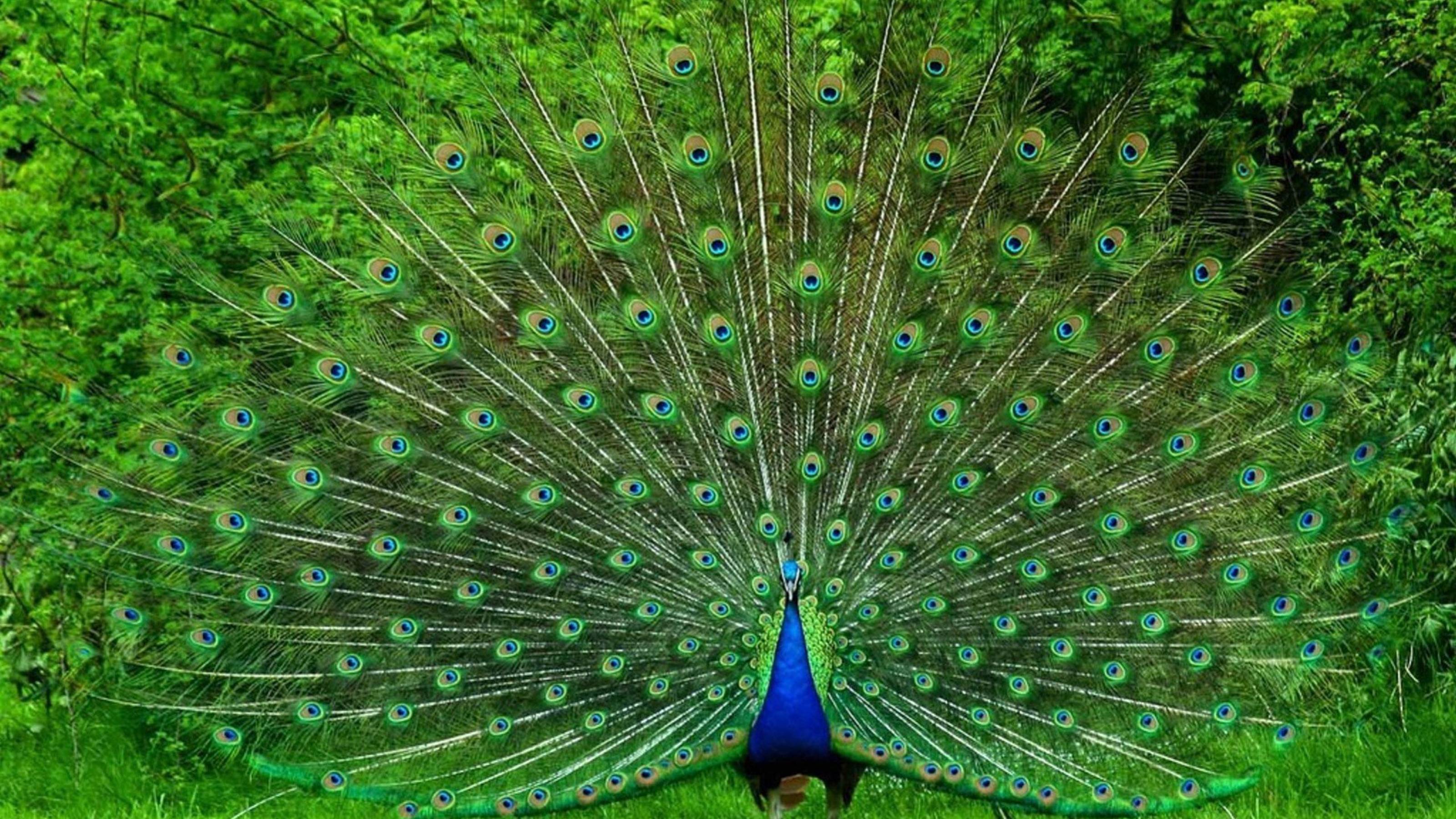 САМЫЕ КРАСИВЫЕ ПТИЦЫ НА СВЕТЕ ПАВЛИНЫ !!!! смотреть онлайн