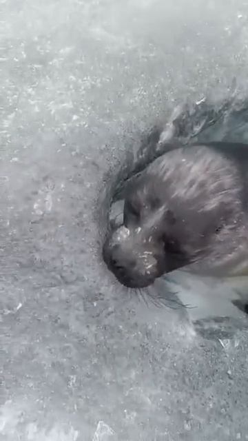 Милота дня: байкальская нерпа вынырнула в лунку подышать и попала в объектив