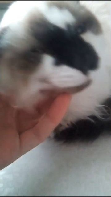 Свежайшее шокирующее видео! Кот Беляш. смотреть онлайн