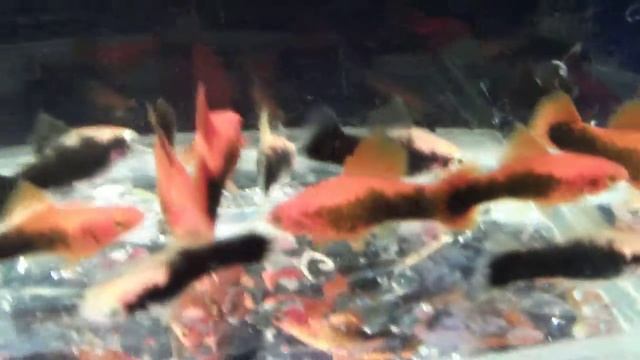 DSCF7049.AVI  -   Меченосец токседо подростки 3 см.