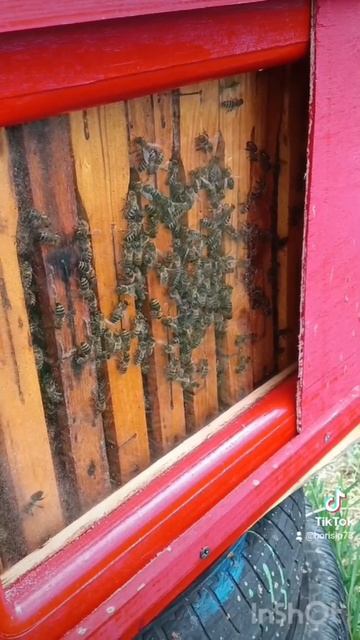 🐝🐝🐝🐝🐝 моё детище 🐝🐝🐝🐝🐝 смотреть онлайн