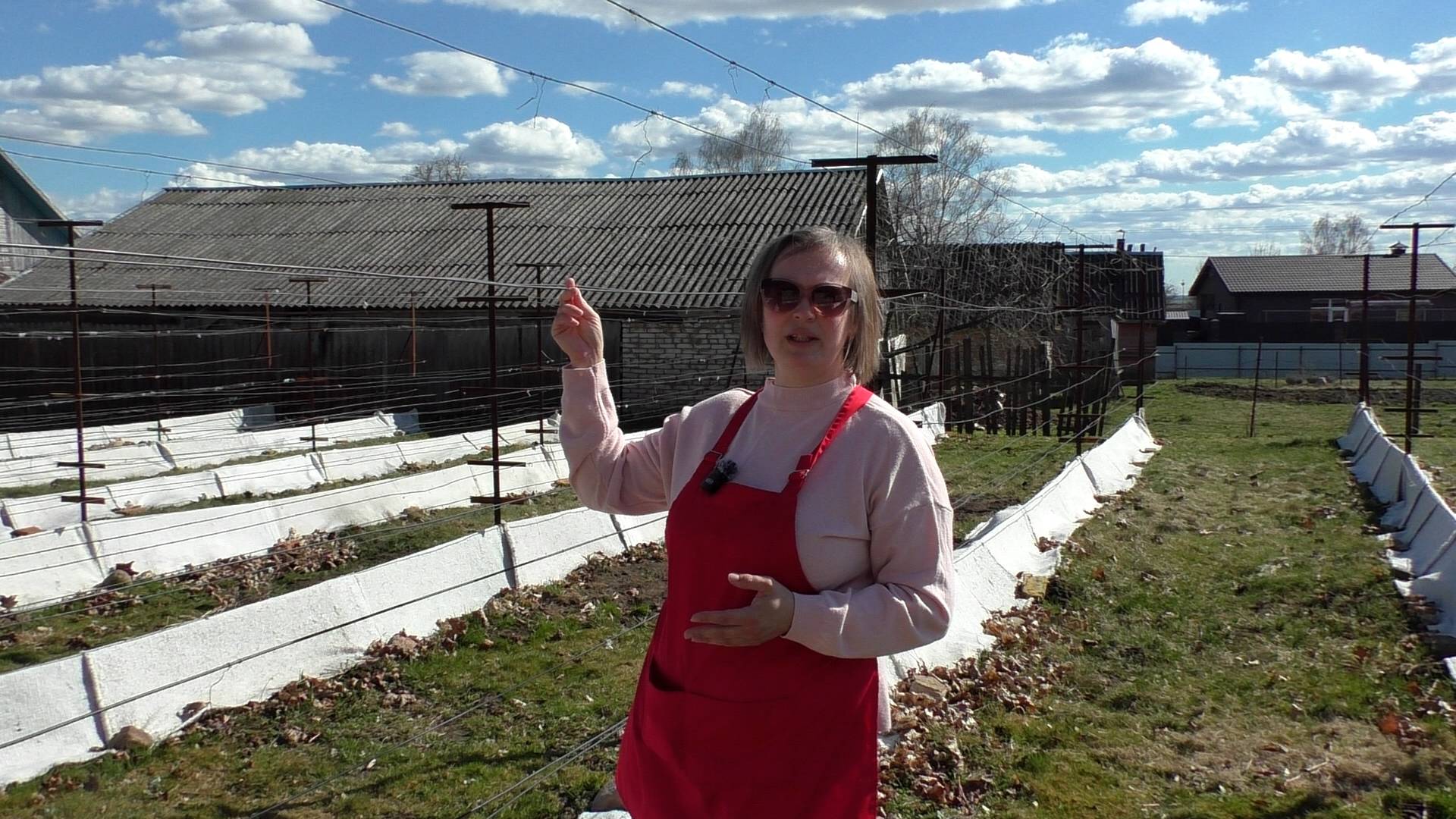 Шпалера для винограда своими руками: Что нужно знать, чтобы не ошибиться?
