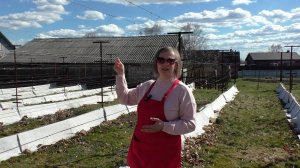 Шпалера для винограда своими руками: Что нужно знать, чтобы не ошибиться?