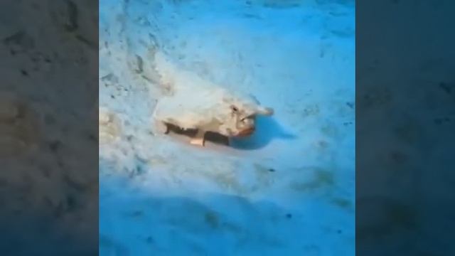 Морская летучая мышь смотреть онлайн