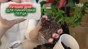 ЛУЧШИЕ ДНИ ДЛЯ ПИКИРОВКИ РАССАДЫ ПЕРЦА  - КАЛЕНДАРЬ. СКОЛЬКО РАЗ ПИКИРОВАТЬ РАССАДУ ПЕРЦА, СРОКИ