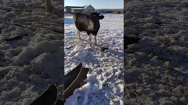 Скот пришел домой смотреть онлайн