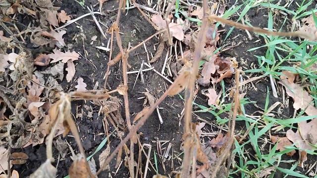 Пожнивну сою передискував, 15.11.21 смотреть онлайн