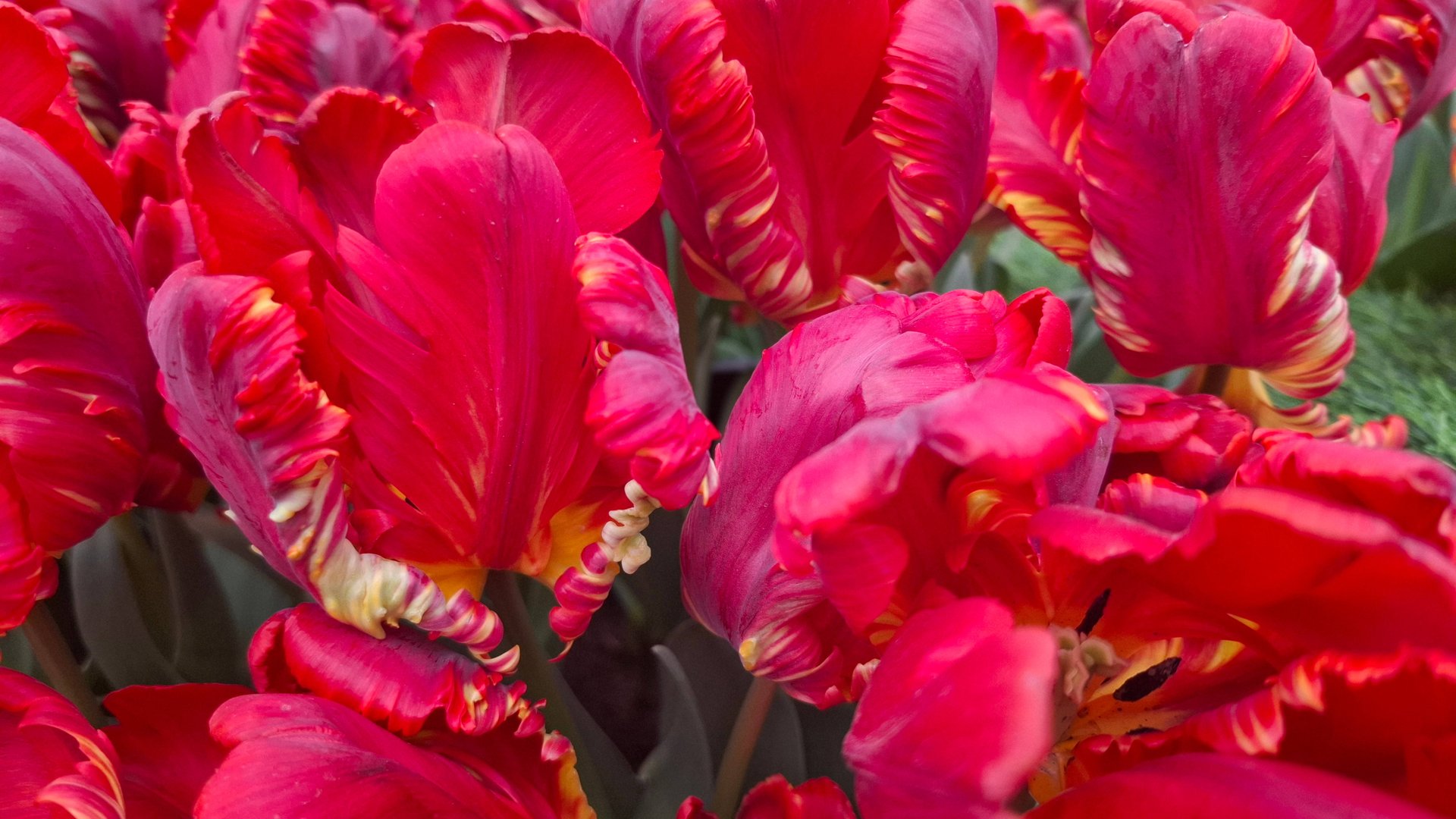 Выставка _Репетиция весны_ Ботанический сад МГУ им.М.В.Ломоносова Аптекарский огород (04.03.2025)