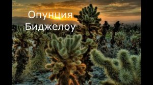 Самые необычные растения на планете!