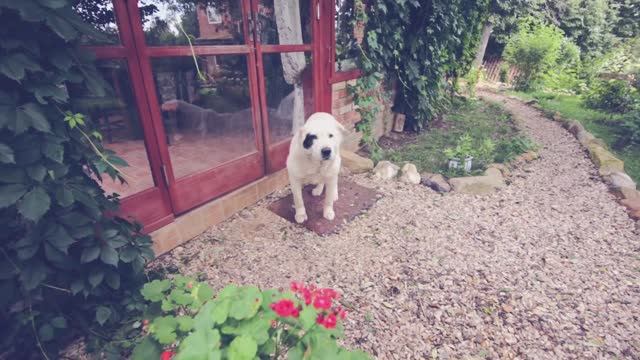 УМЕРЛА СОБАКА | ПРОЩАЛЬНОЕ ВИДЕО ПИСЬМО | ДОГМАМА И СОБАКИ смотреть онлайн