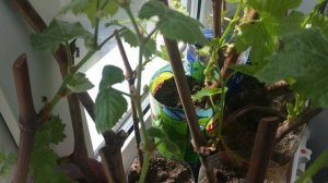 Виноград. Побеги и грозди при посадке укоренённых черенков