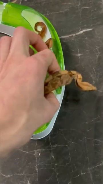 ЗМЕЯ в игрушке КОТА #кот #змея #удав смотреть онлайн